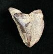 Partial Triceratops Tooth - #4459-1